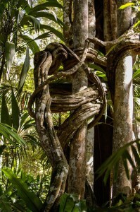 How to write a synopsis | Banyan tree | plot twists