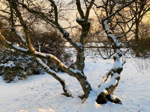 snow day: gnarly tree