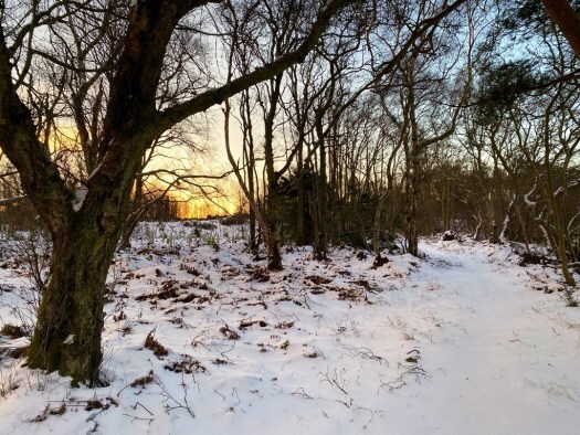 path in woods