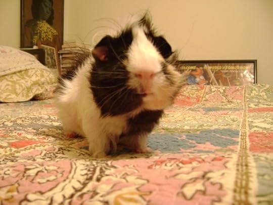 Rachel E Smith guinea pig Finny