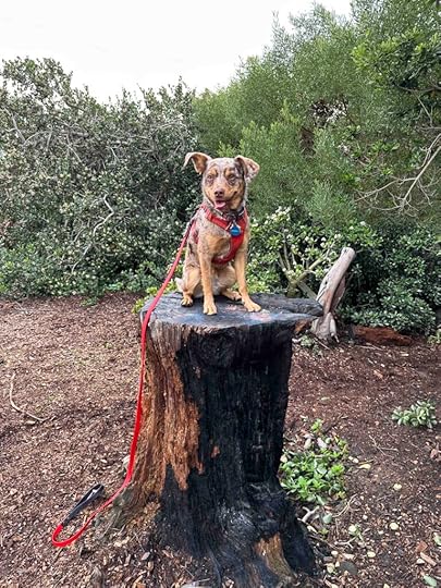 Sunny on the burned tree stump