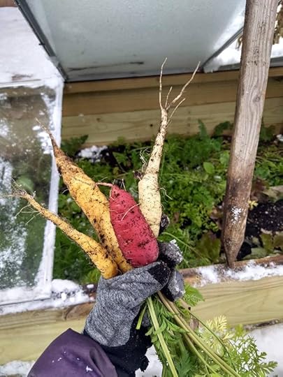 Fresh harvested carrots from a cold frame during winter surrounded in snow.