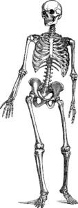 skeleton of a crime