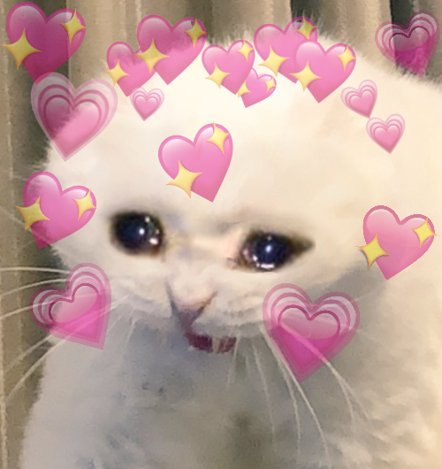 crying cat with heart emojis