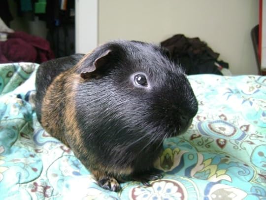 Rachel E Smith guinea pig Belvedere