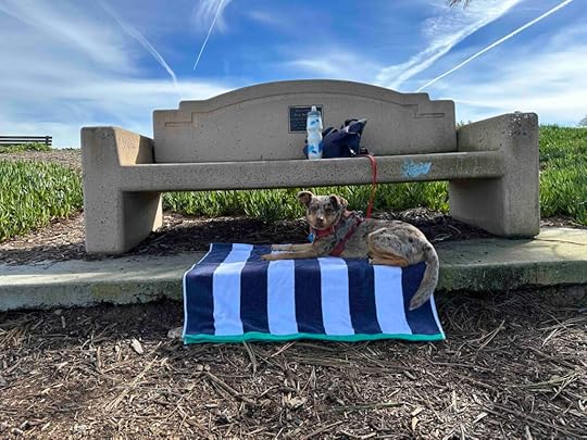 Sunny relaxing by the bench at Mount Soledad National Veterans Memorial