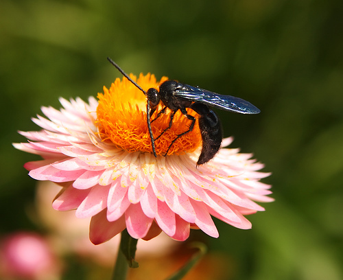 miracle moth