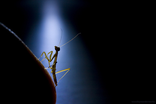 miracle ant