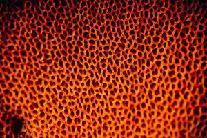 Porous Endurance