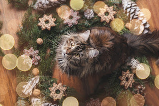 Can you find the kitty?