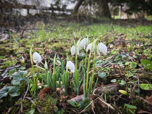 snowdrops