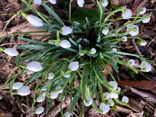 snowdrops from above