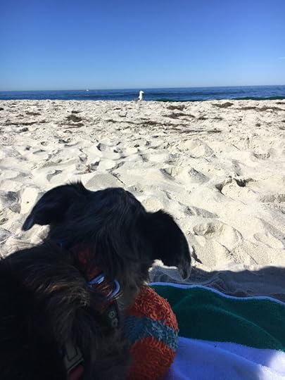 anniversary Karlie at Windansea Beach