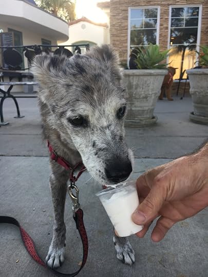 anniversary having a puppacino at Starbucks