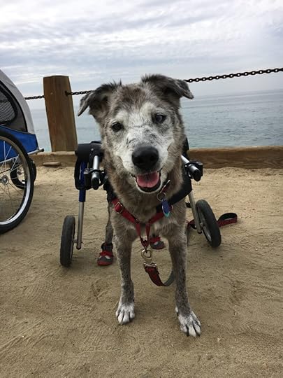 Karlie at Windansea Beach