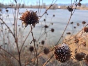 Frost on a seedpod near a frozen lake