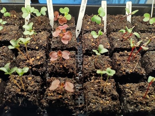 A tray full of green and red seedling started in soil blocks