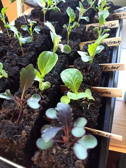 Seedlings started in soil blocks on a tray with ID tags