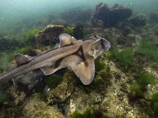 Port Jackson Sharks in Melbourne and how they keep our beaches clean