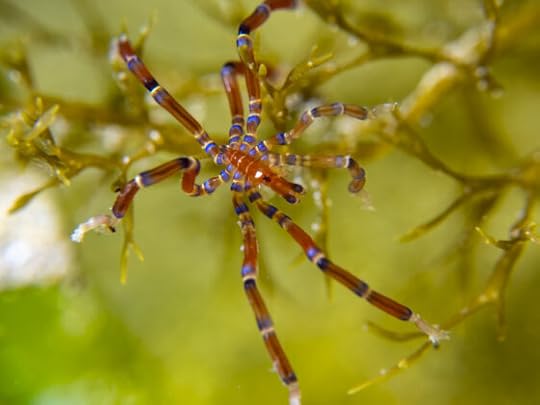 Blairgowrie Pier and London Bridge Snorkelling