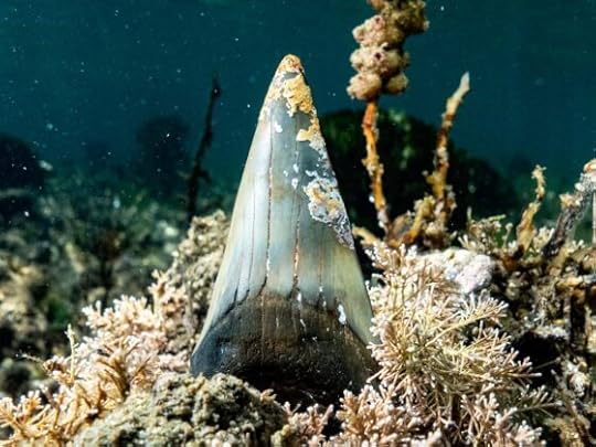 Fossil shark tooth at Beaumaris, fossil beach