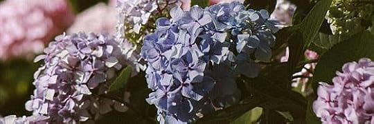 Recensione di Il cognome delle donne di Aurora Tamigio