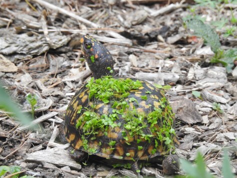 Turtle with duckweed