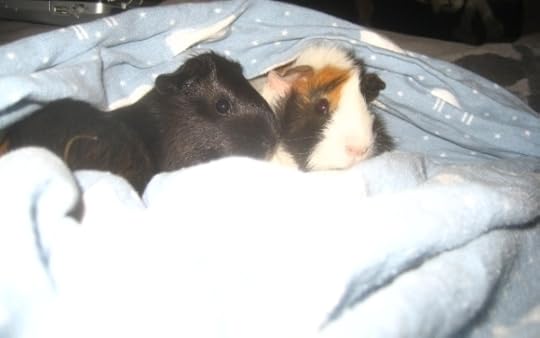 Rachel E Smith guinea pigs Murderface and Mortemer