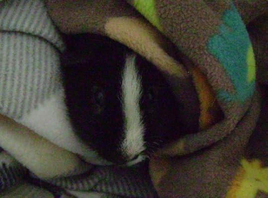 Rachel E Smith guinea pig Ozymandias