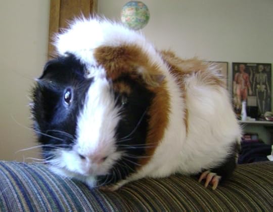 Rachel E Smith guinea pig Horace
