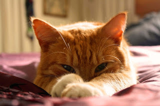No doubt about it. It's time to change the cat litter.