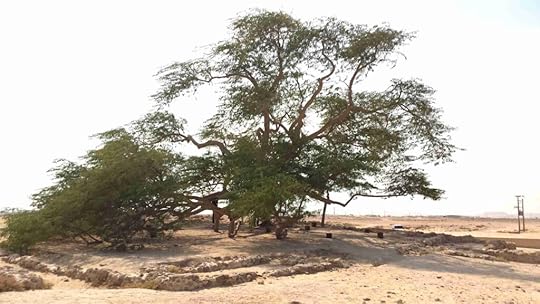 The Tree of Life green branches in the desert landscape. Janice Horton