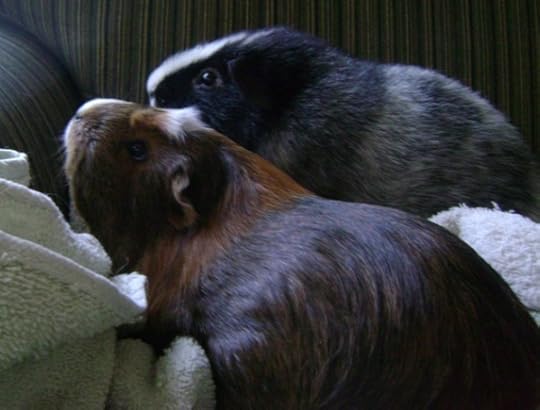 Rachel E Smith guinea pigs Peregrine and Ozymandias