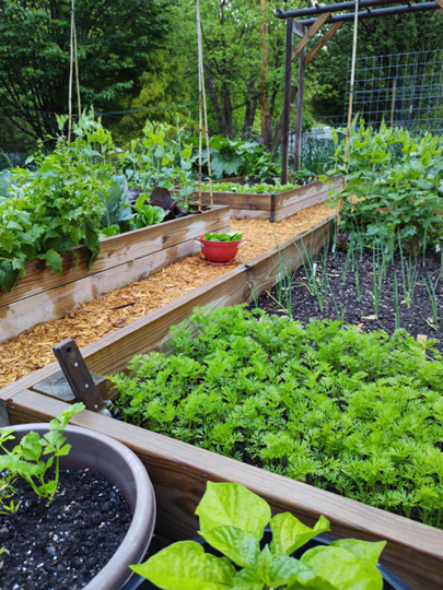 Vegetable garden with wood raised beds in spring with a red colander full of recently harvested salad greens