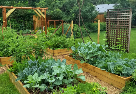 Raised beds in vegetable garden full of spring veggies.