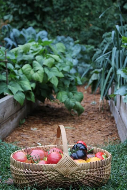 basket of colorful tomatoes set in path between two raised beds with vegetables growing over the edges.