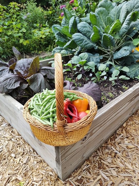 a harvest basket full of beans and peppers sitting on the corner of a wooden raised bed.