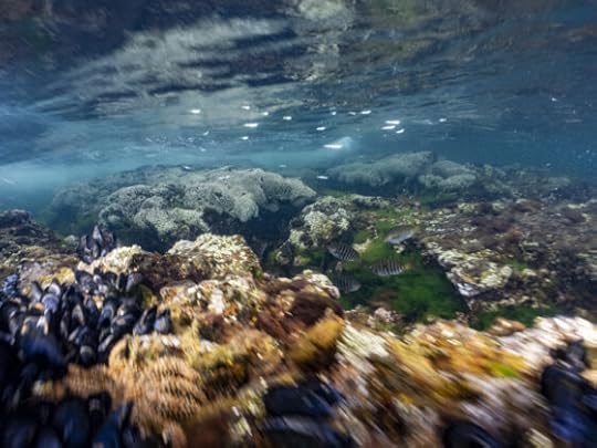 Snorkelling Ricketts Point Beaumaris: Helmet Shield Slug, Dorid Nudibranch & Southern Eagle Rays