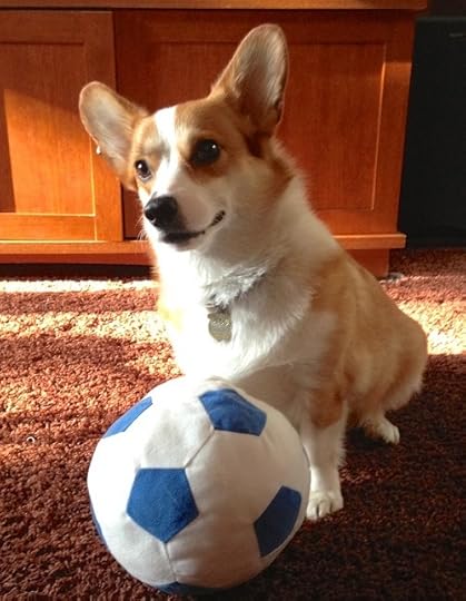 Clementine the corgi with her ball