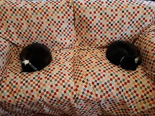 Two mostly black cats curled up on a sofa