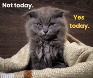 tired cat with the words 