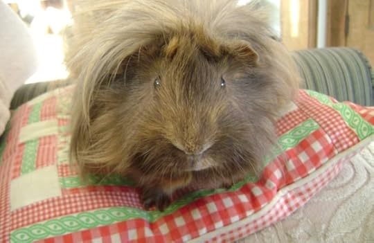 Rachel E Smith guinea pig Danger Crumples