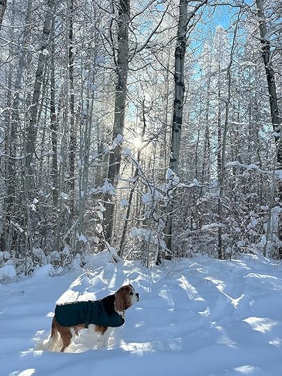 Normanaspenssnowfeb24