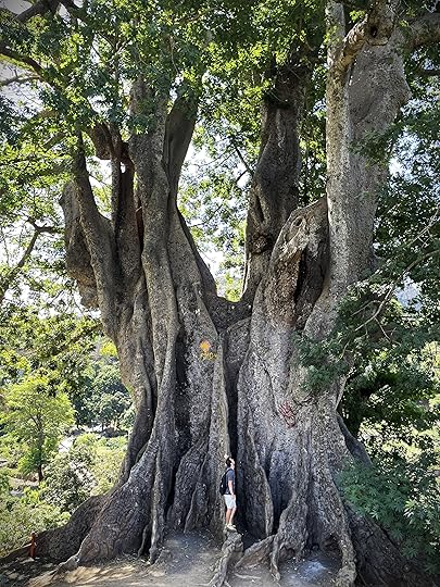 Baobabul batran, Santiago, Capul Verde