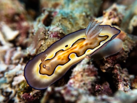 Raja Ampat Snorkel-Dive Trip: day two whales, frogfish and nudibranchs