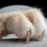 cat claw