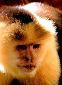 monkey