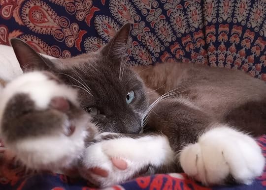 Beluga Greyfinger chills on a Sunday