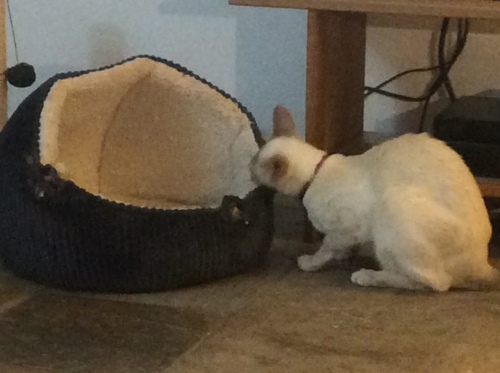 A one-eyed Siamese cat pulling a cat bed down the stairs.