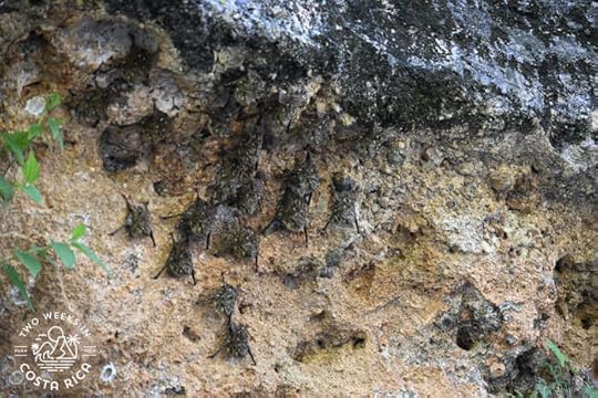 Bats river float tour